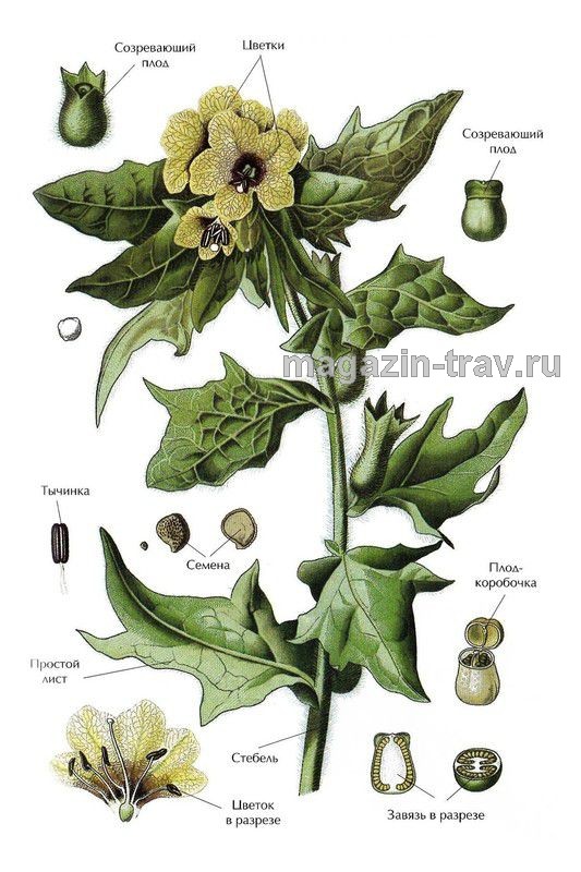 Магазин трав | БЕЛЕНА ЧЕРНАЯ (Hyoscyamus nizer)