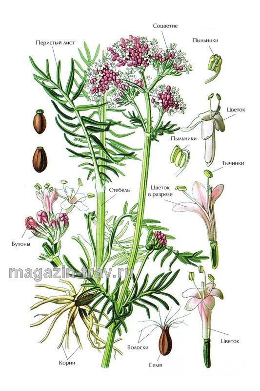 Магазин трав | ВАЛЕРИАНА ЛЕКАРСТВЕННАЯ (Valeriana officinalis)