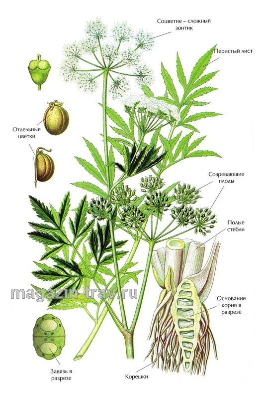 Магазин трав | ВЕХ ЯДОВИТЫЙ (Cicuta virosa)