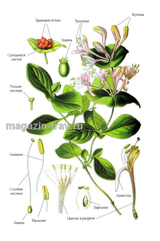 Магазин трав | ЖИМОЛОСТЬ КАПРИФОЛЬ (Lonicera caprifolium)