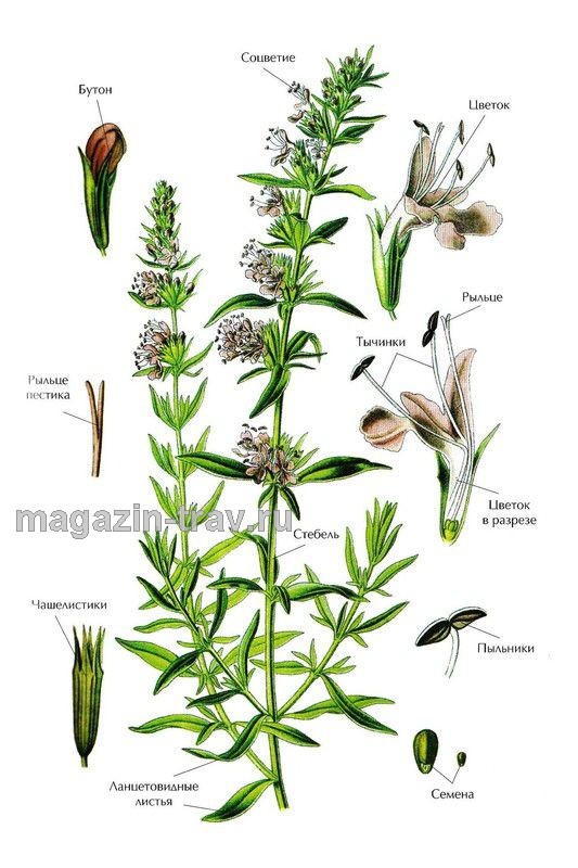 Магазин трав | ИССОП ЛЕКАРСТВЕННЫЙ (Hyssopus officinalis)