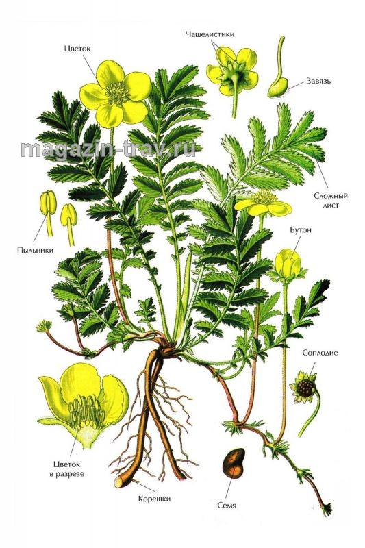 Магазин трав | ЛАПЧАТКА ГУСИНАЯ (Potentilla anserina)
