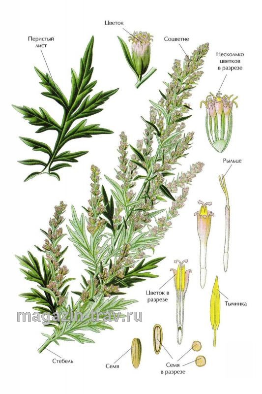 Магазин трав | ПОЛЫНЬ ОБЫКНОВЕННАЯ (Artemisia vulgaris)