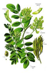    (Astragalus slvcvohvllus)