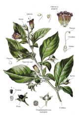  (Atropa belladonna)