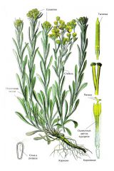   (Helichrysum arenarium)