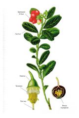   (Vaccinium vitis-idaea)