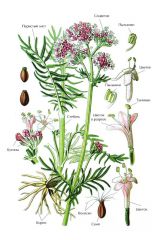   (Valeriana officinalis)
