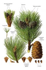   (Pinus sibirica)