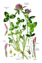   (Trifolium pratense)