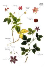   (Rubus arcticus)