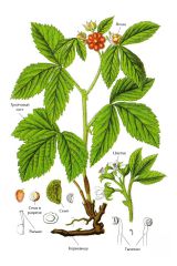   (Rubus saxatilis)