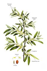   (Elaeasnus angustifolia)
