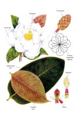   (Magnolia grandiflora)