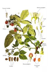   (Rubus idaeus)