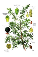   (luniperus communis)