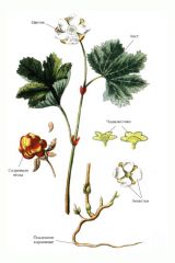 МОРОШКА ОБЫКНОВЕННАЯ (Rubus chamaemorus)