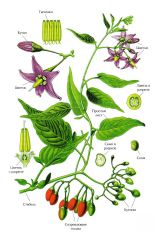  - (Solanum dulcamara)