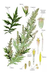   (Artemisia vulgaris)