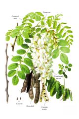   (Robinia  pseudoacacia)