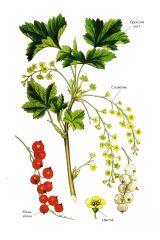   (Ribes rubrum)