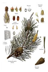   (Pinus sylvestris)