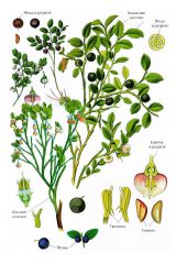   (Vaccinium myrtillus)