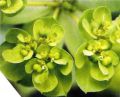   (Euphorbia helioscopia)