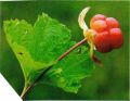   (Rubus chamaemorus)