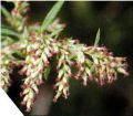  (Artemisia vulgaris)