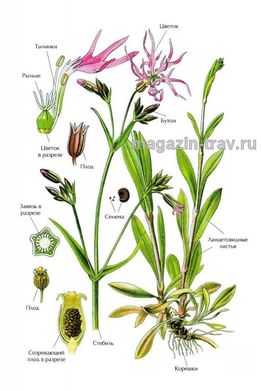 Магазин трав | КОРОНАРИЯ КУКУШКИН ЦВЕТ (Lychnis flos-cuculi)