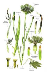   (Centaurea cyanus)