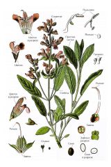   (Salvia officinalis)