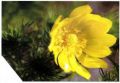   (Adonis vernalis)