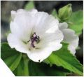   (Althaea officinalis)