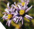   (Aster amellus)