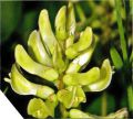    (Astragalus slvcvohvllus)